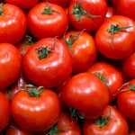 Tomates, imagen de archivo