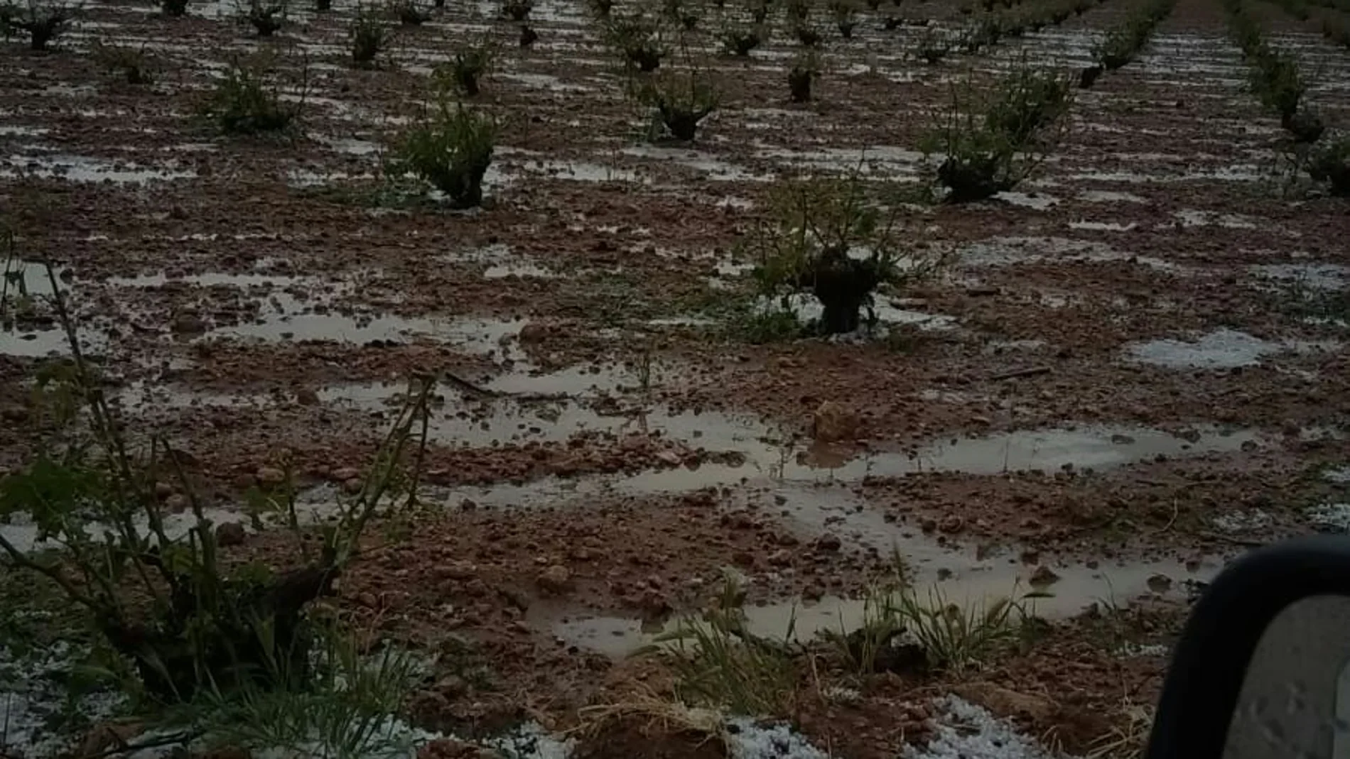 El granizo ha provocado importantes daños en el viñedo de Socuéllamos