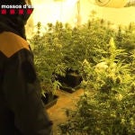 Plantación de marihuana intervenida por los Mossos