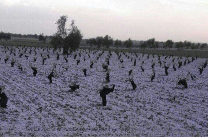 El pedrisco ha provocado daños en miles de hectáreas de la provincia de Ciudad Real
