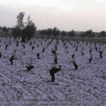 El pedrisco ha provocado daños en miles de hectáreas de la provincia de Ciudad Real