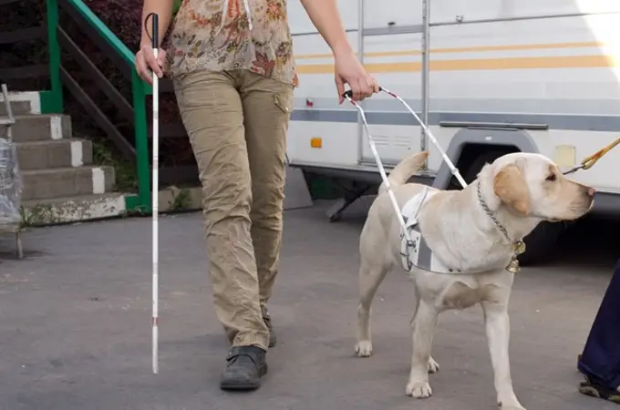 La ONCE pide no distraer a los 42 perros guía que acompañan a personas ciegas en Castilla y León