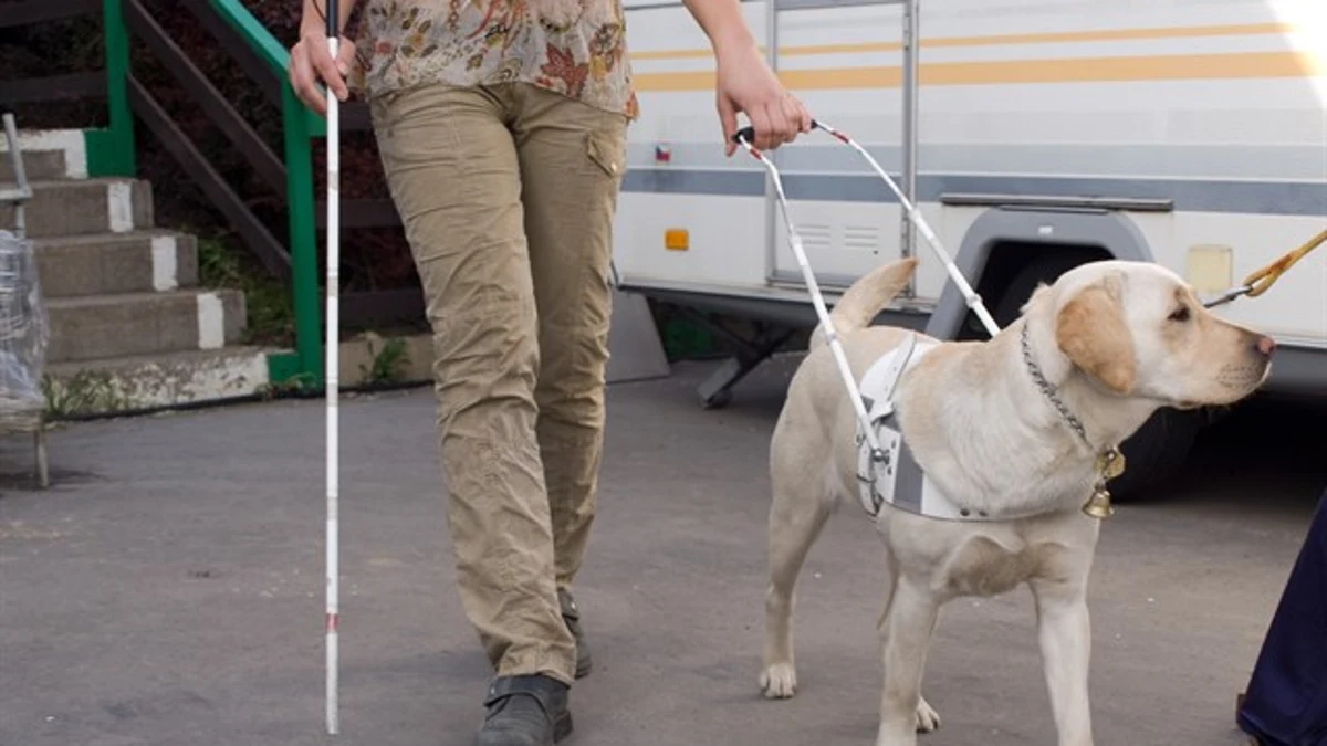 La ONCE pide no distraer a los 42 perros guía que acompañan a personas ciegas en Castilla y León