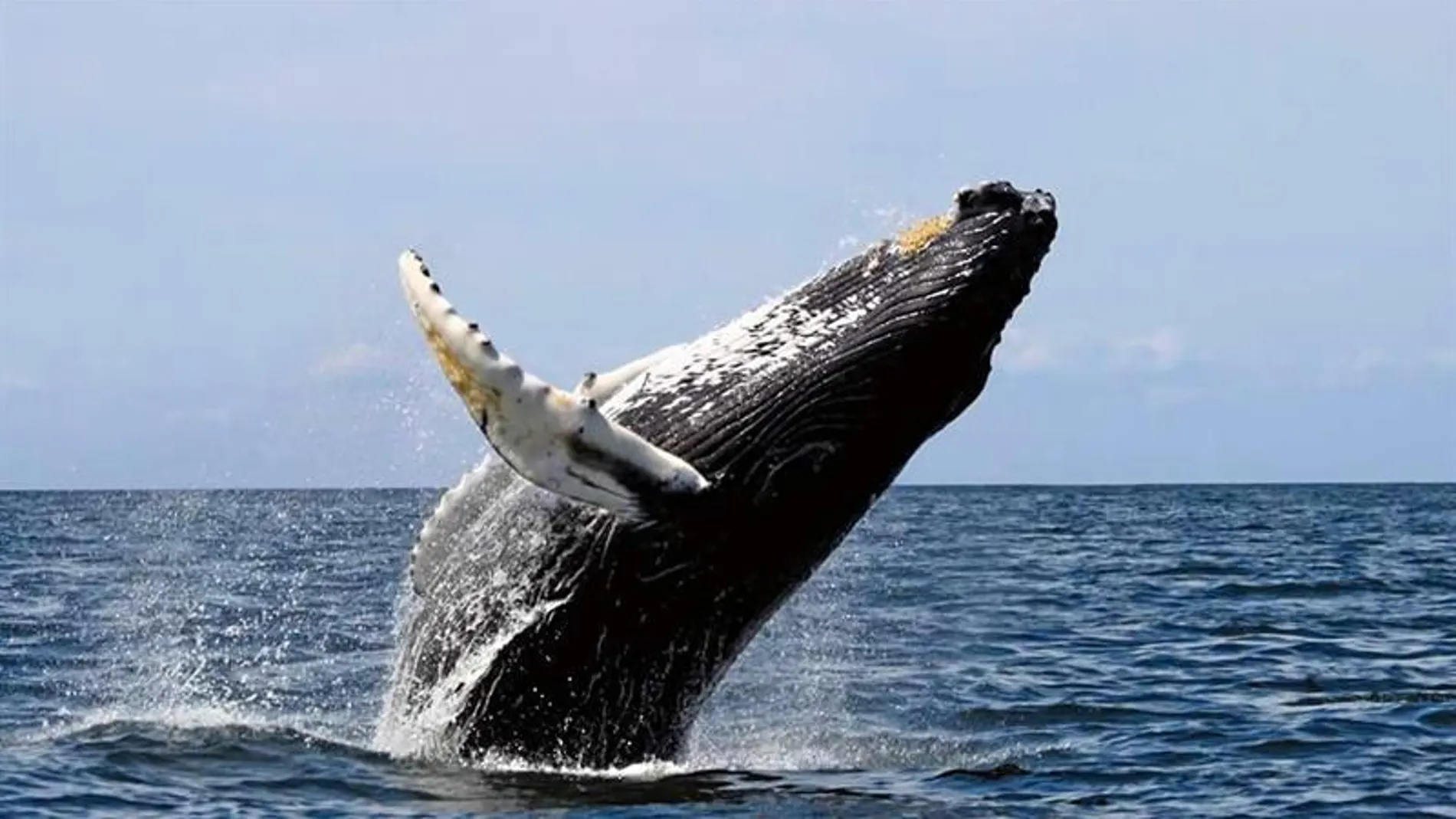 La costa panameña del océano Pacífico recibirá entre julio y octubre los primeros ejemplares de ballena jorobada de la temporada migratoria, que comienzan su viaje desde el Hemisferio Norte y Sur hasta Panamá con el fin de tener a sus crías y reproducirse.