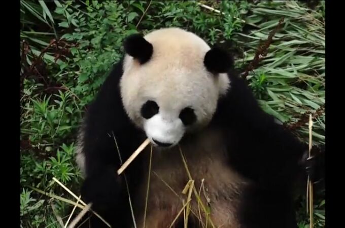 La situación de los osos panda como especie en peligro de extinción mejora en China