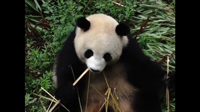 La situación de los osos panda como especie en peligro de extinción mejora en China
