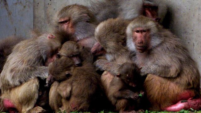 Los babuinos son unos de los animales que se automedican