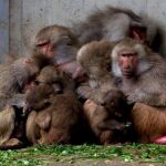 Los babuinos son unos de los animales que se automedican