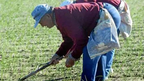 El contrato establece unos precios mínimos para el agricultor