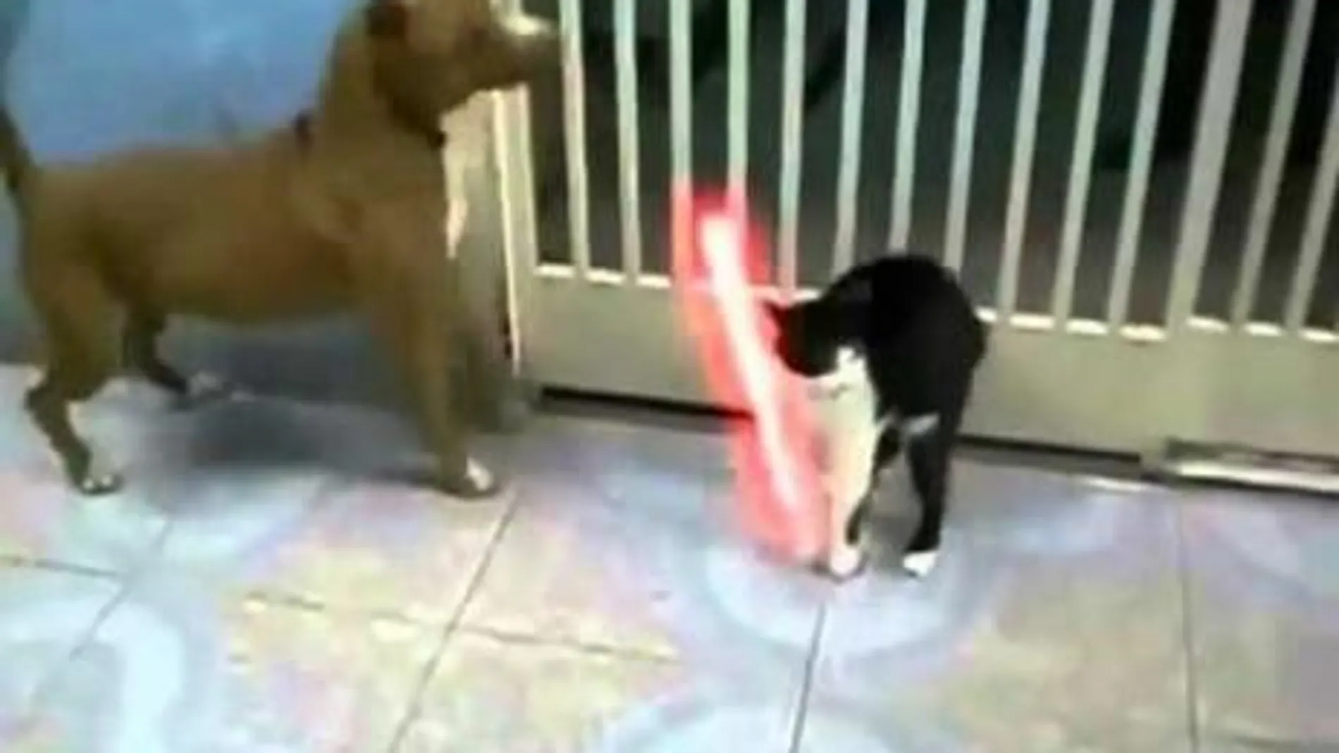 May force be with cat