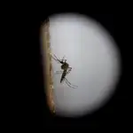  Proponen usar drones contra el mosquito del zika