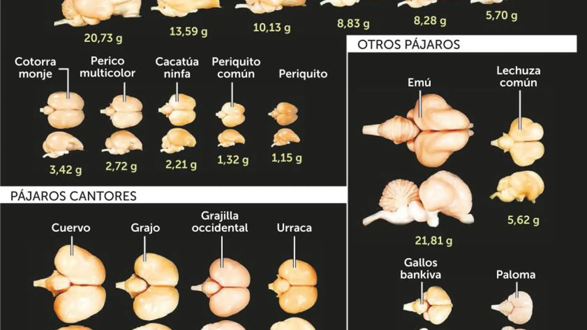 «Cabeza de chorlito» puede que ya no sea un insulto