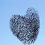 Una bandada de pájaros en pleno vuelo dibuja un corazón al cambiar su formación