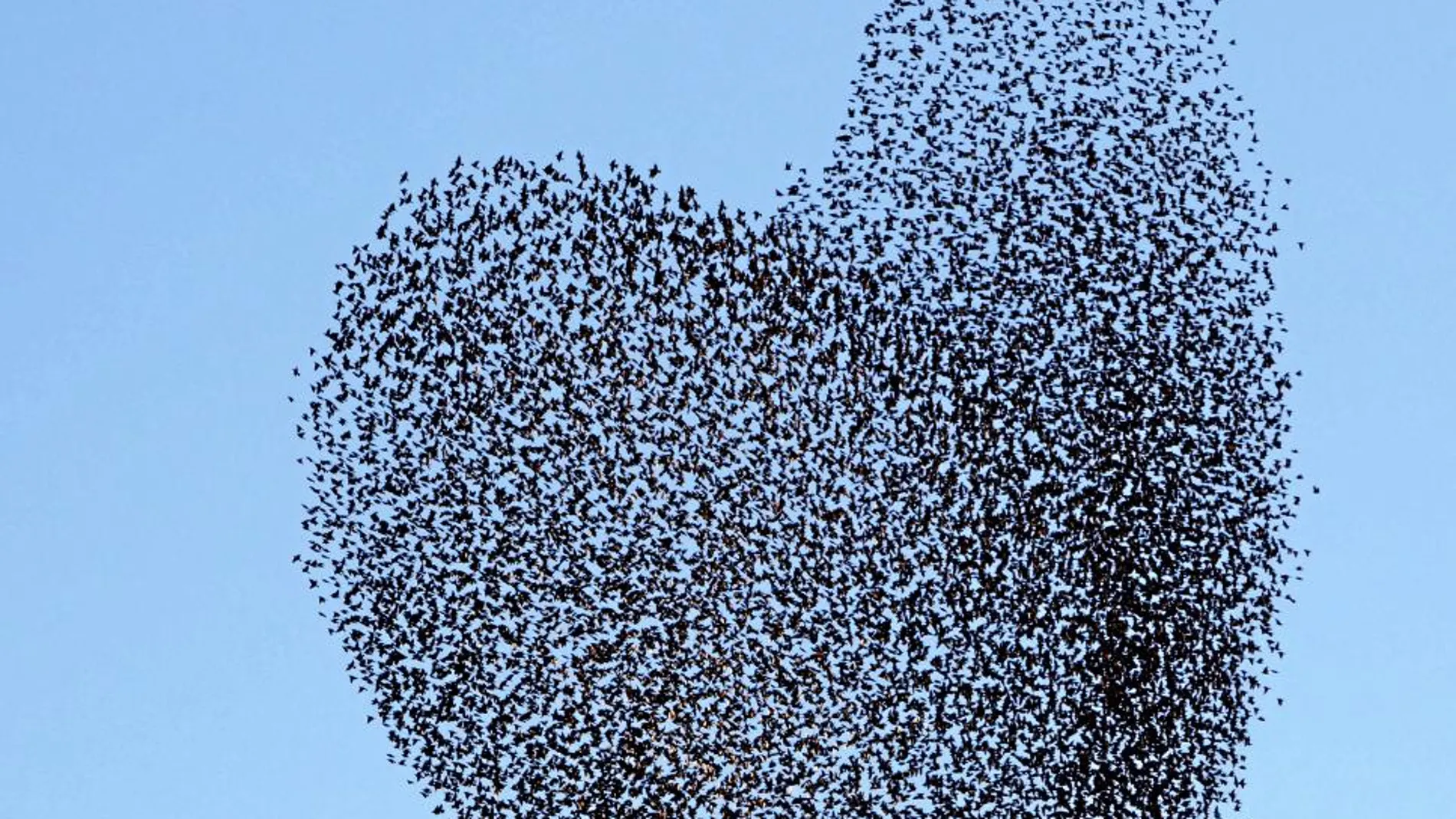 Una bandada de pájaros en pleno vuelo dibuja un corazón al cambiar su formación