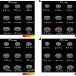 Algunas de las pruebas realizadas en los cerebros de los ratones / Nature Communications