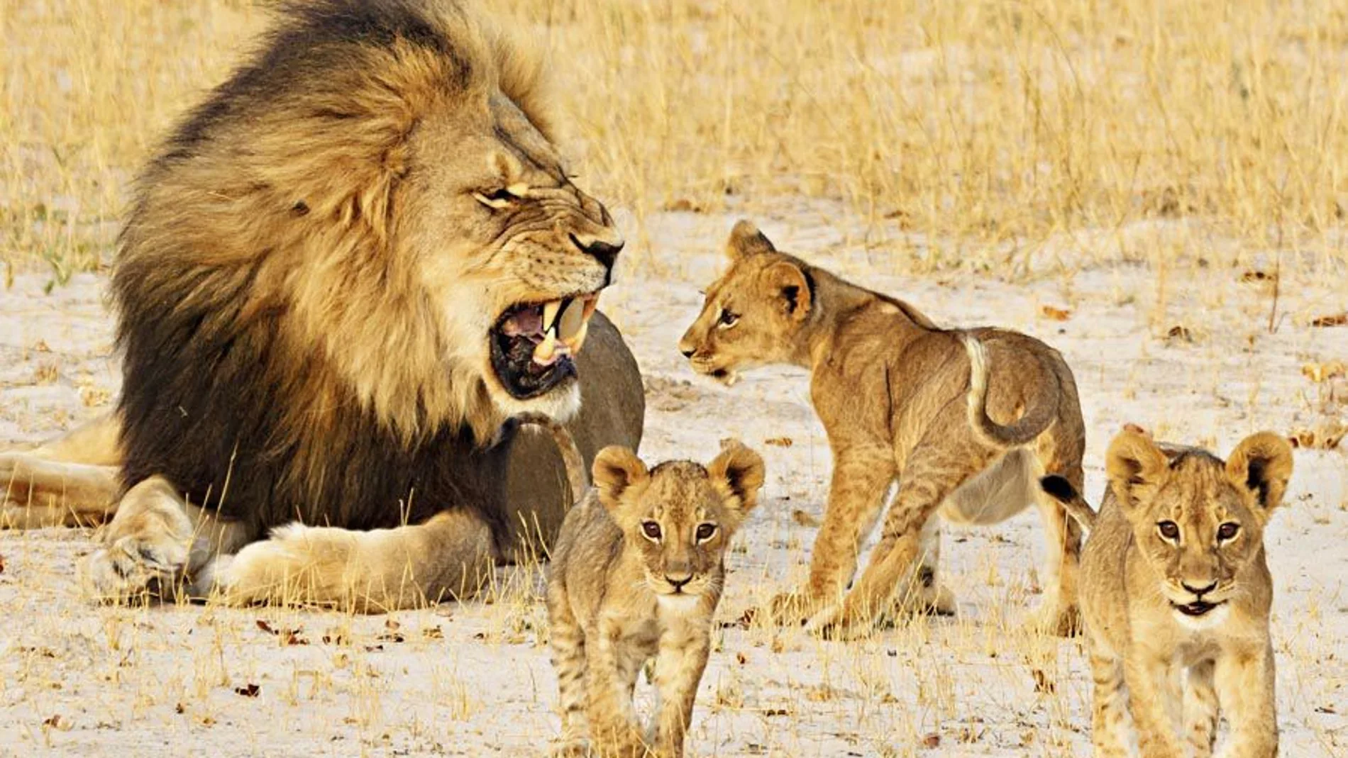 El León Cecil junto a algunos de sus cachorros