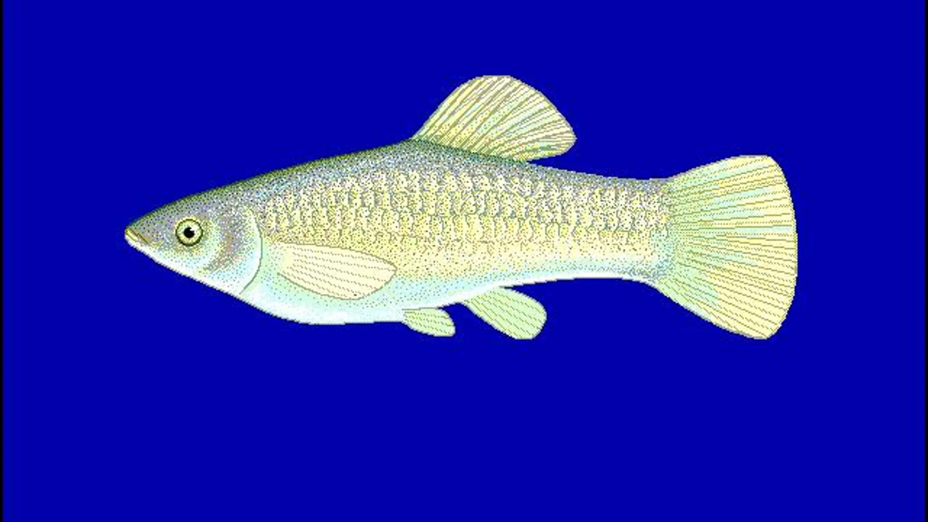 Un pez «tex-mex» sin machos se reproduce contra las teorías evolutivas