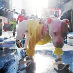 Un perro pasea bien abrigado por las calles de Manhattan