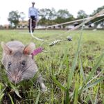 Rata gigante africana durante un entrenamiento para detectar explosivos en un campo de minas en Siem Reap