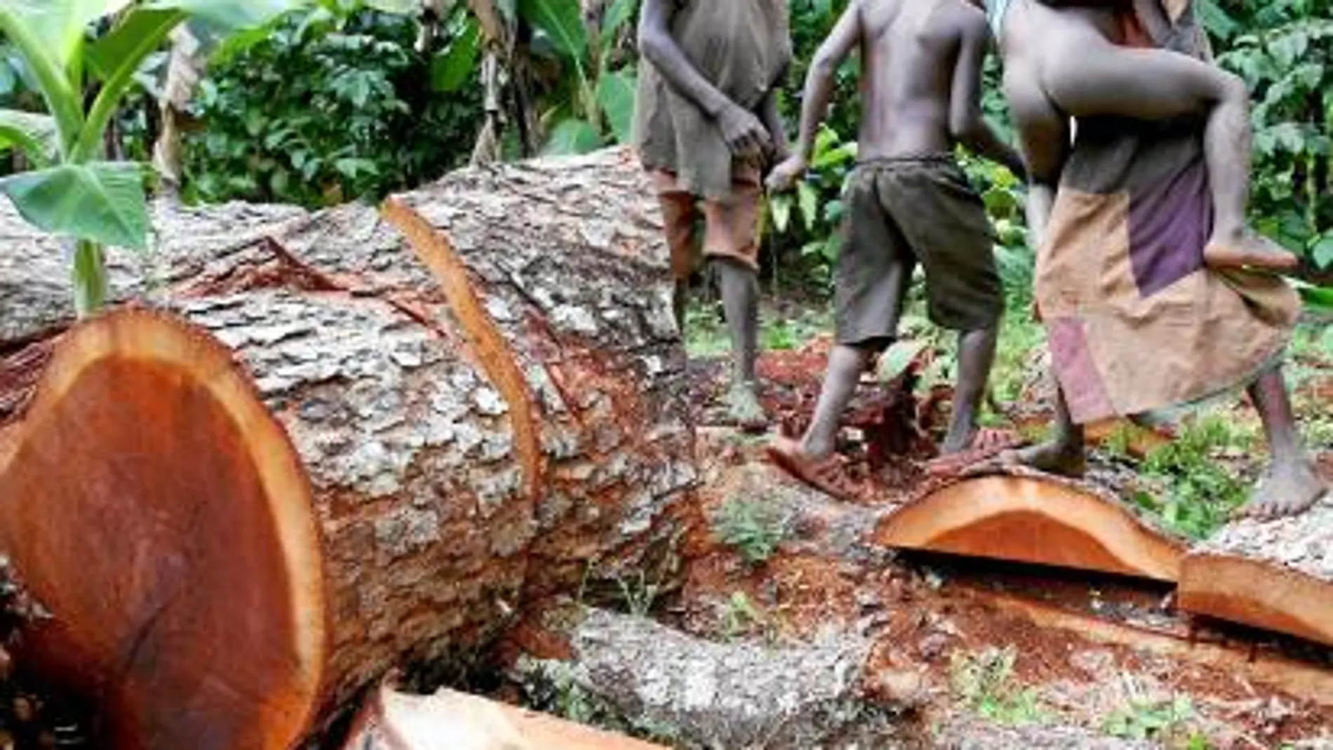 Uno de los pocos puntos de consenso en la agenda de la Cumbre se centra en las emisiones derivadas de la deforestación