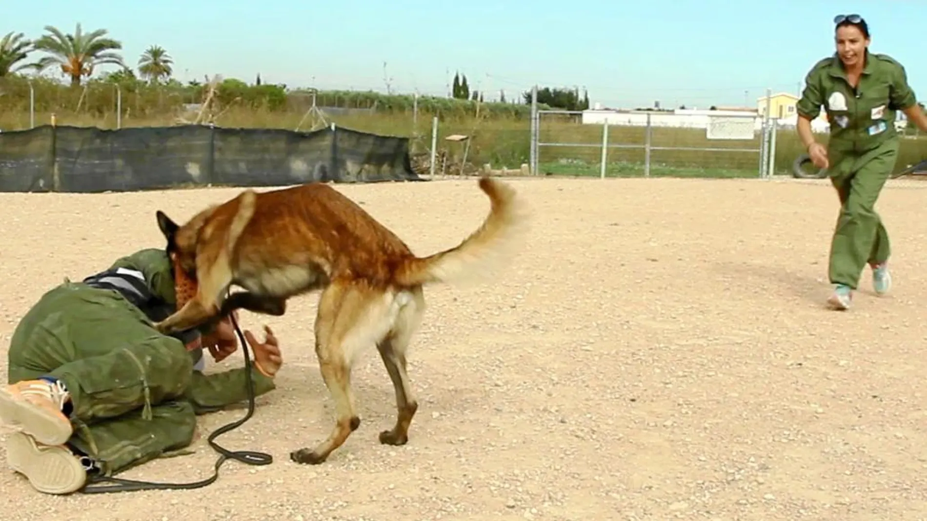 Entrenamiento de uno de los perros del Proyecto Escan, especializados en maltrato