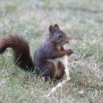 Las ardillas de hace 36 millones de años también comían nueces y semillas