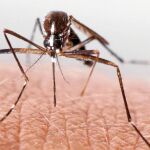 La cepa de parásito desarrollada estimula el sistema inmune