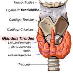 La glándula tiroides