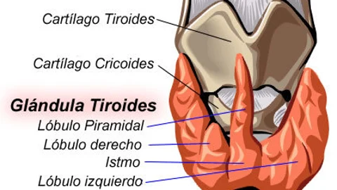 La glándula tiroides