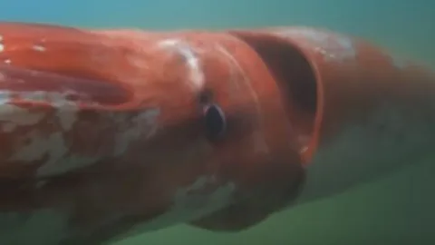 Cara a cara con un calamar gigante