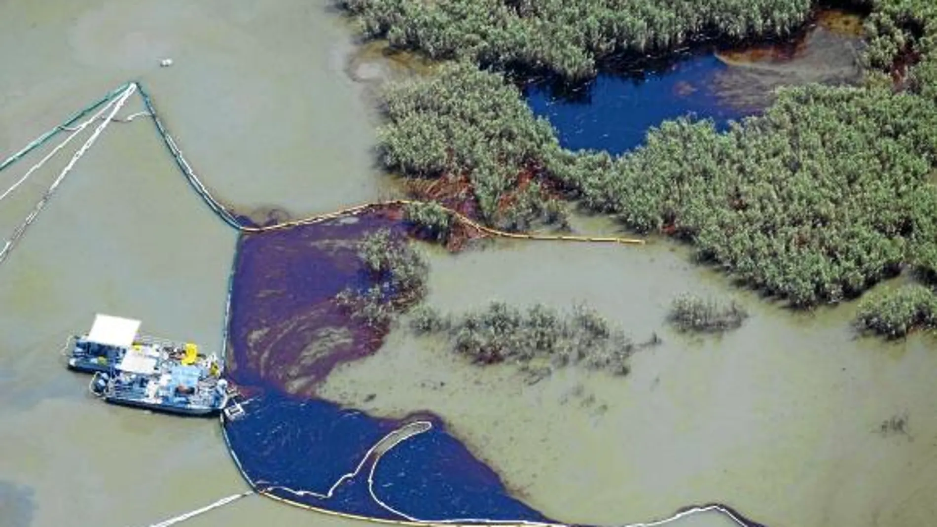 Los valiosos manglares de la costa de Luisiana ya han sido invadidos por la marea negra