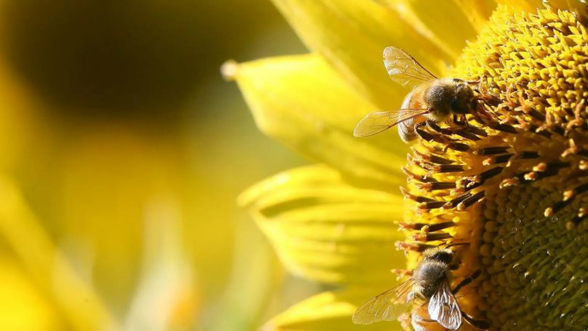 Varias abejas cubiertas de polen planean sobre un campo de girasoles