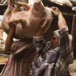 La industria critica la lentitud del Gobierno ante el veto al cerdo