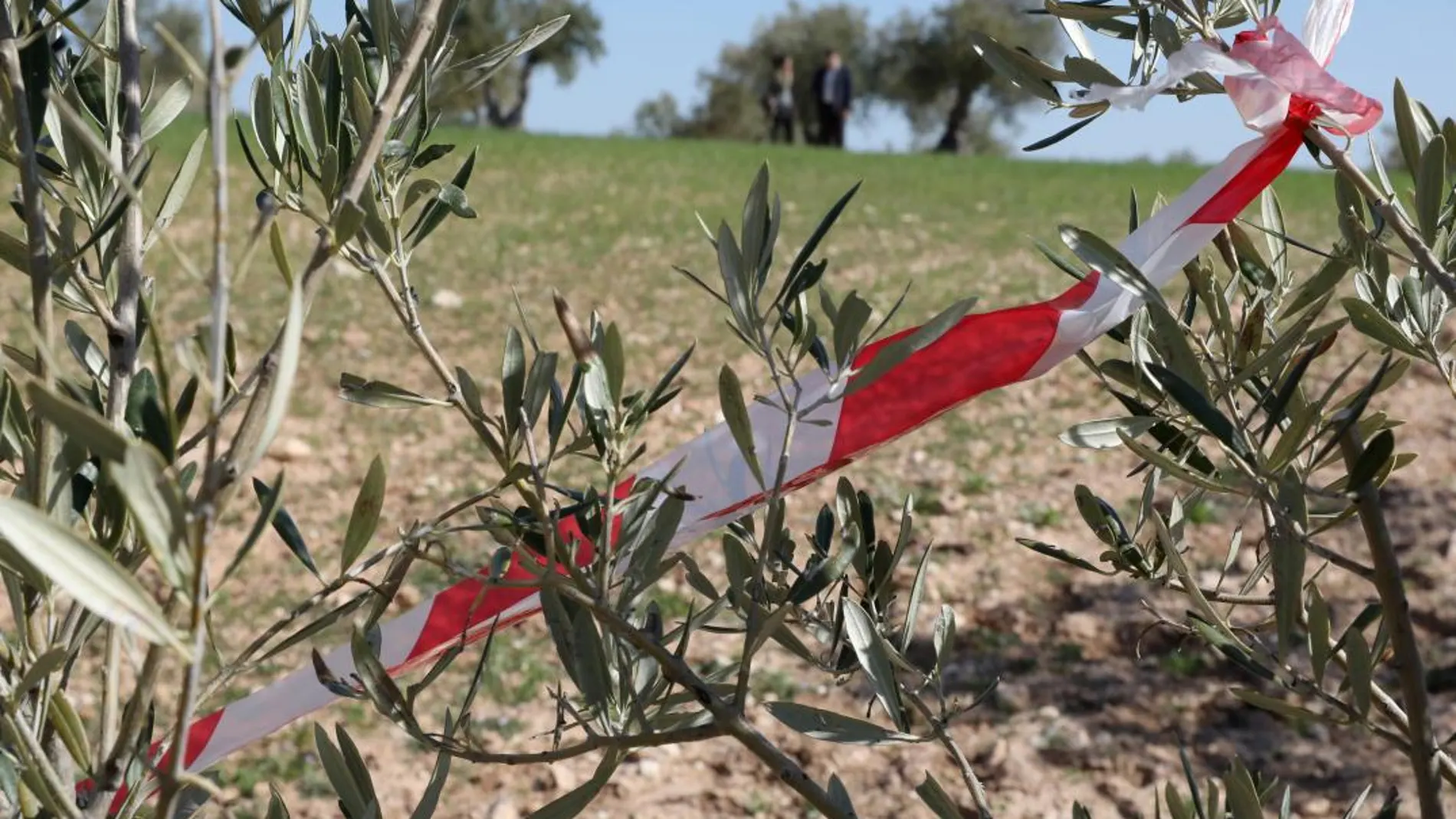 Olivos en una zona afectada por la bacteria «Xylella Fastidiosa» y que serán talados y quemados para evitar su propagación a otros vegetales