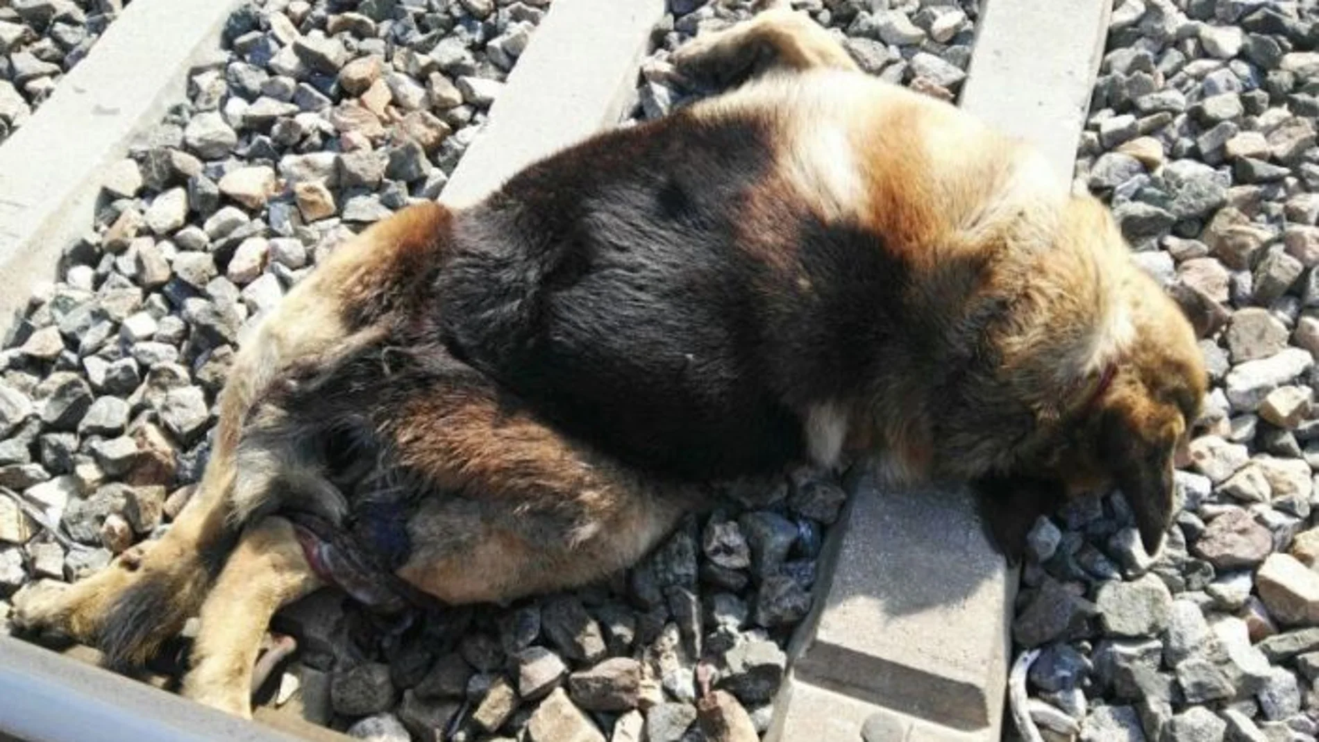 Los cadáveres de los perros fueron encontrados al paso del tren por los municipios sevillanos de Espartinas, Olivares, Salteras y Villanueva del Ariscal,
