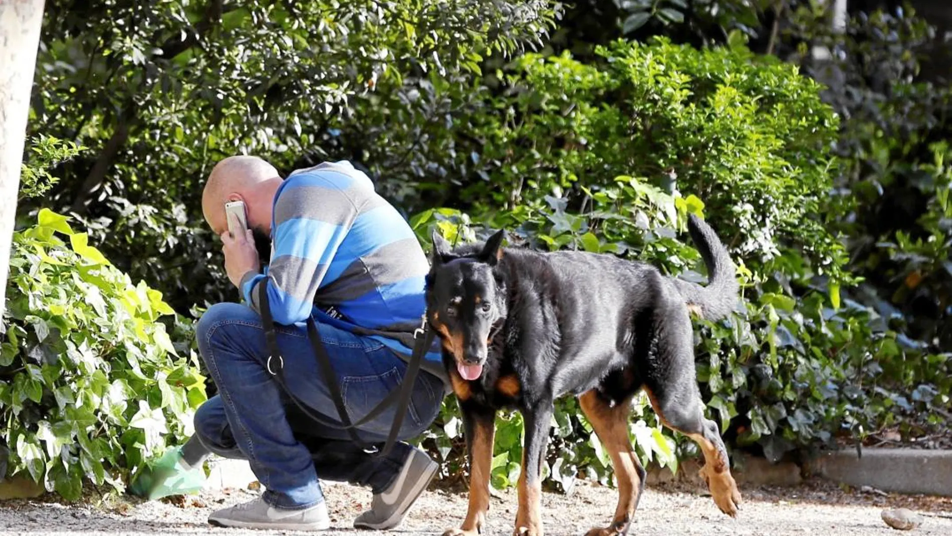 La normativa en vigor considera una infracción grave la conducta de los dueños de mascotas que no recogen los excrementos.