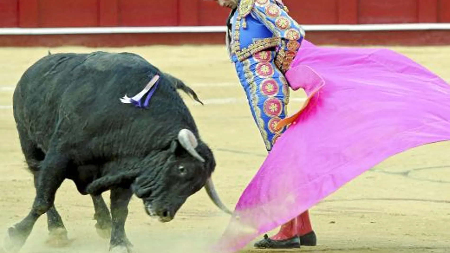 Revolera de El Cid al segundo toro, ayer en la picassiana de Málaga