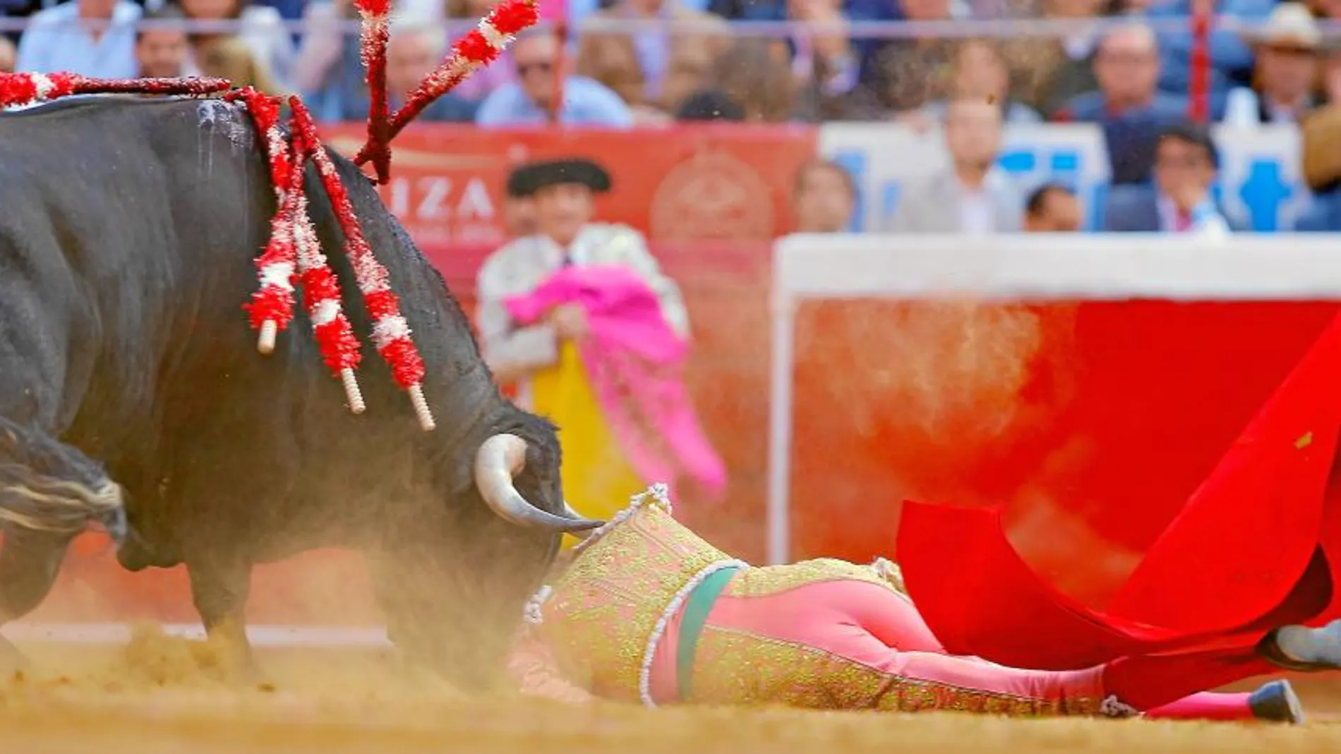 El matador de toros madrileño José Tomás fue volteado sin consecuencias por el primer toro del festejo, el pasado domingo en la Monumental de México