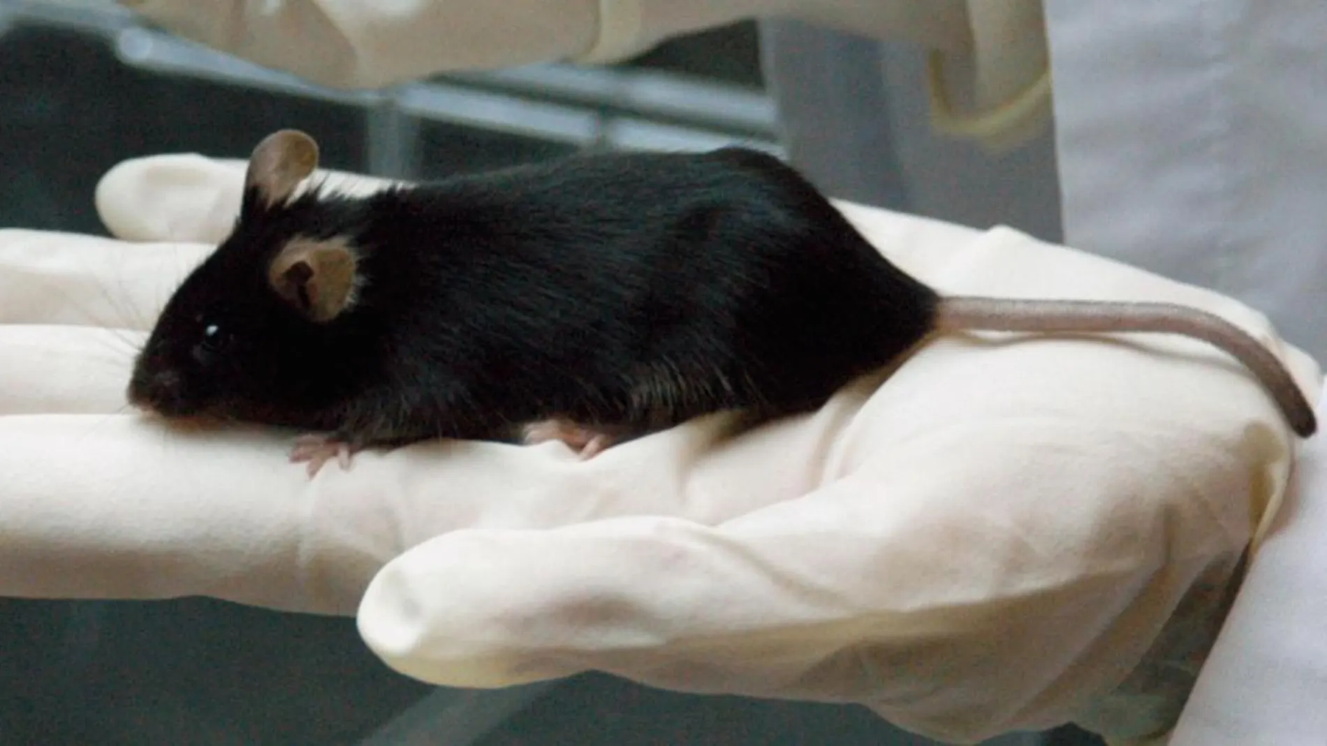 Crean ratones super inteligentes y abren la vía a nuevas terapias para el Alzheimer