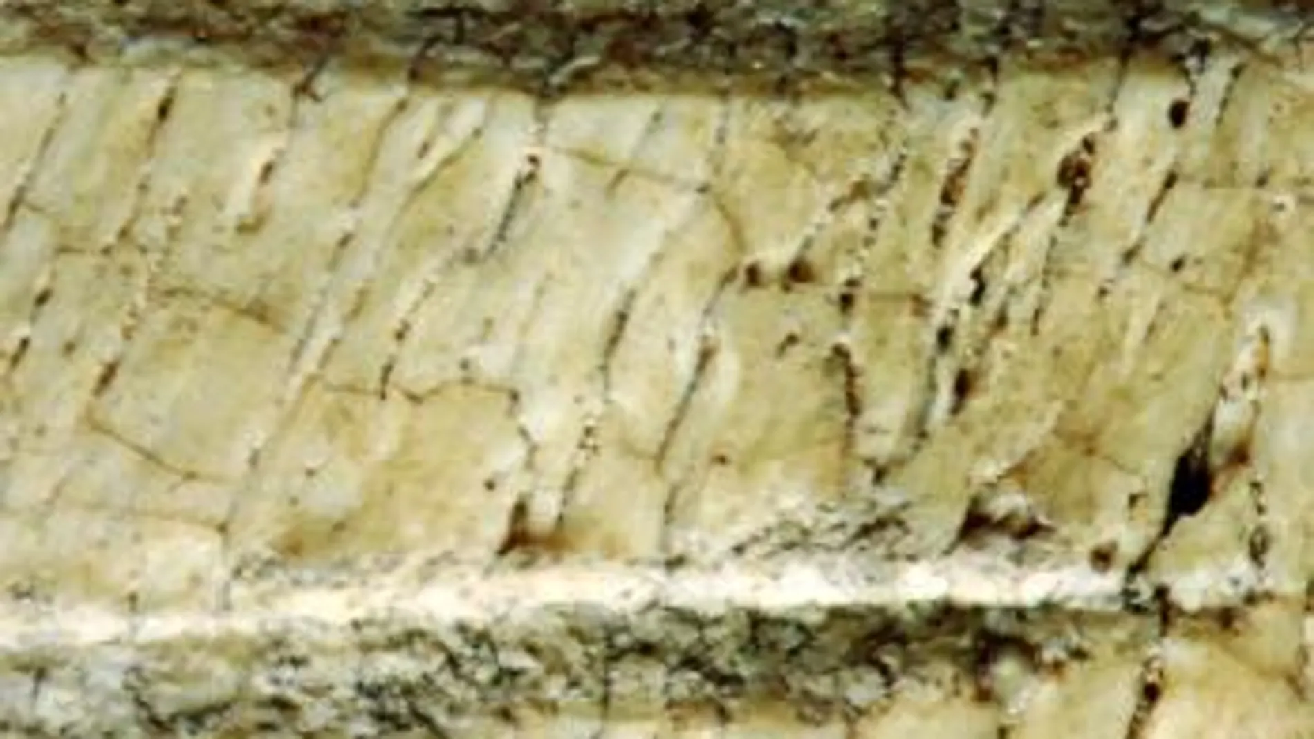 Dos marcas paralelas hechas con un instrumento de piedra en un hueso de un animal del tamaño de una vaca han sido clave para los científicos