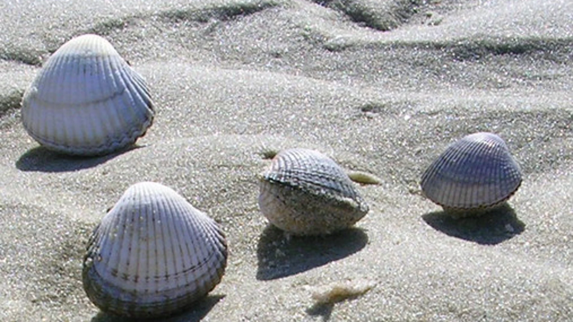 Berberechos (Cerastoderma edule) recogidos en la ría de Arousa en Galicia para el estudio