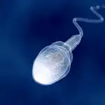  Espermatozoides creados a partir de células de la piel