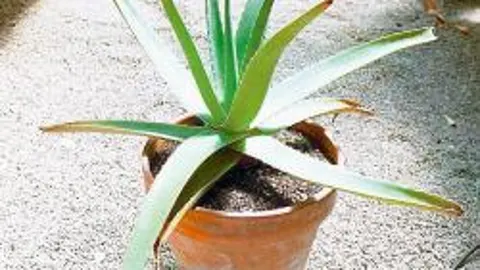 Aloe vera con tecnología propia