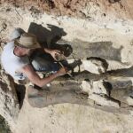 Los dinosaurios eran mucho más altos de lo que se pensaba