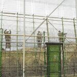 Concertinas situadas en la valla de Melilla por la que tratan de escalar los inmigrantes ilegales / Efe