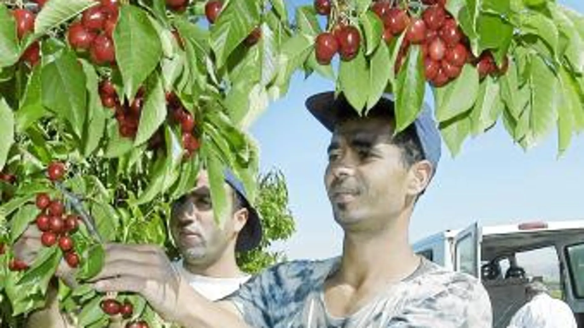 La mano de obra inmigrante ha sido fundamental para el sector agrario