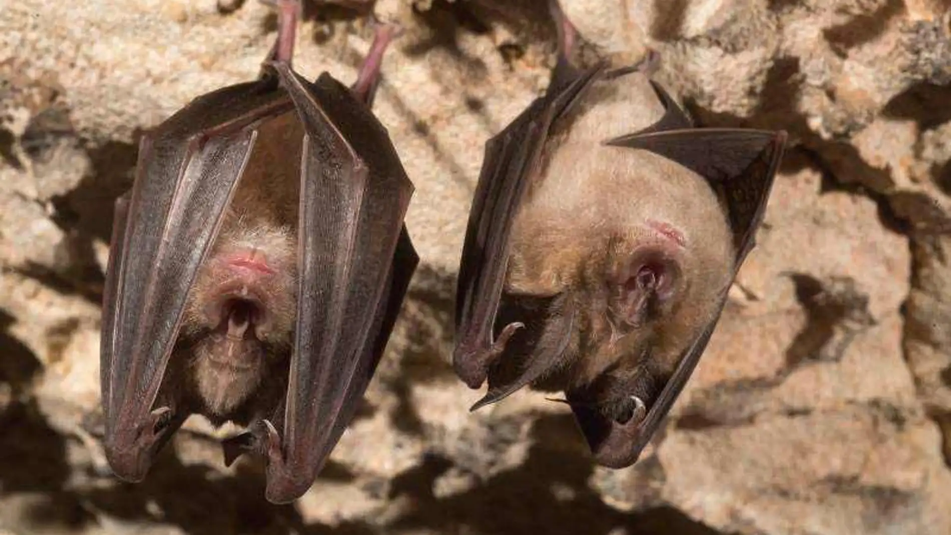 El proyecto ha sacado a la luz la presencia de 13 especies distintas en las galeras de las centrales hidráulicas de Andalucía