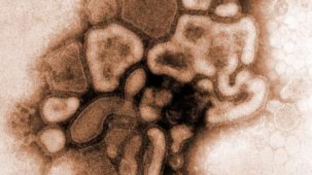 La secuenciación del genoma del virus de la gripe A desvela su origen aviar y que ha circulado desde 1998