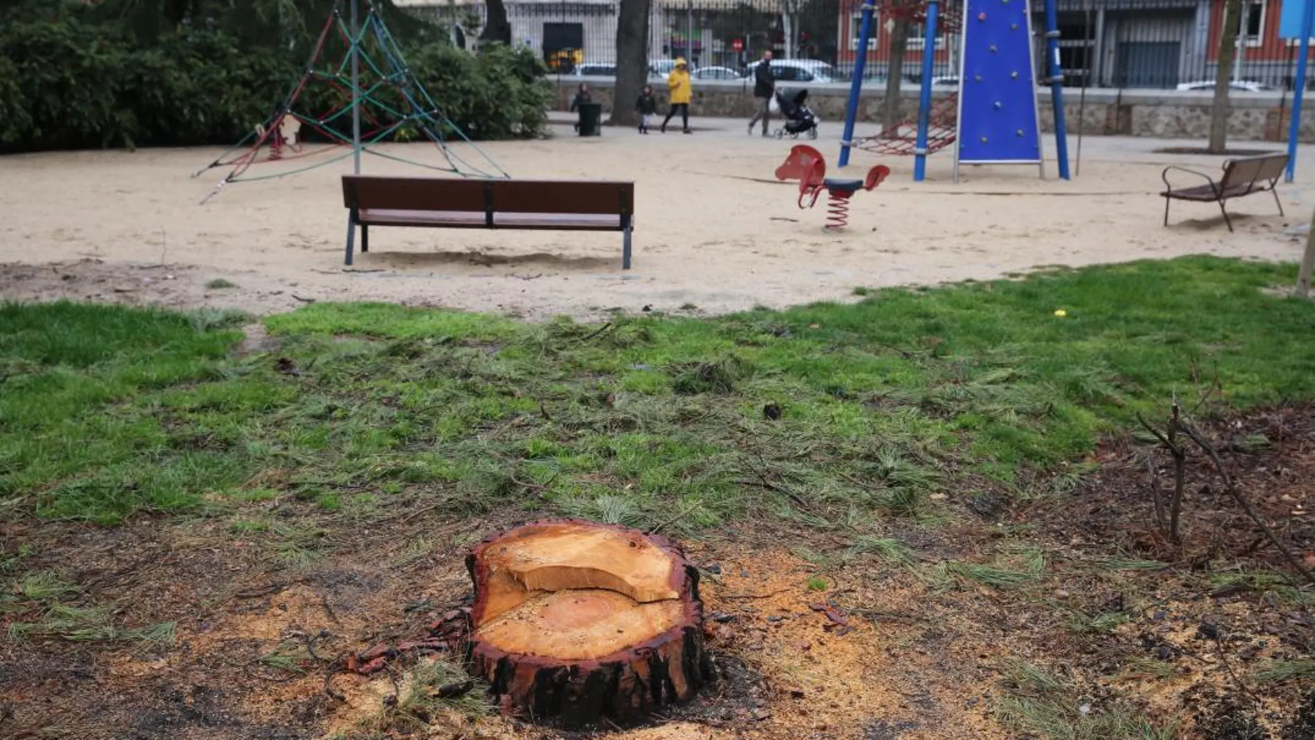 Imagen del árbol talado en El Retiro