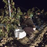 La vendimia nocturna es una actividad muy enriquecedora